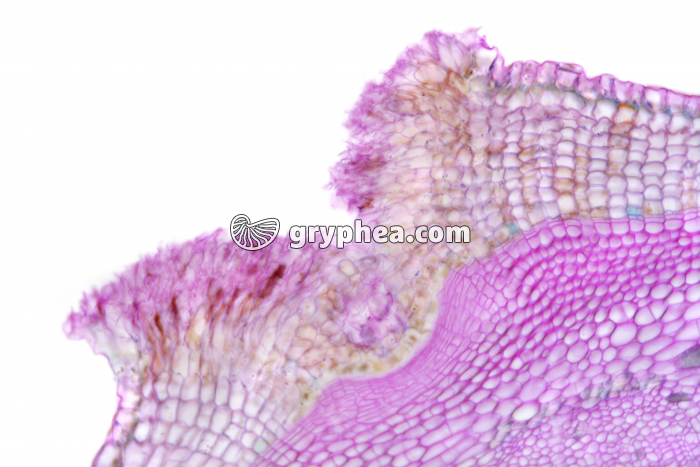 Lenticelle - tige de Sureau - Suber CT x15 - gryphea.org